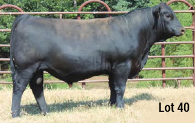 Lot 40 - TJB 056X MASTER PLAN 524C ET
